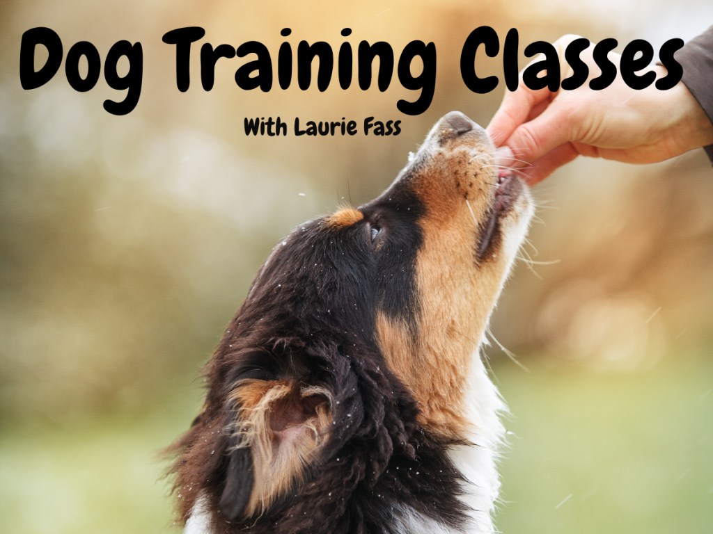 Dog Training Class (Ages 16+) image