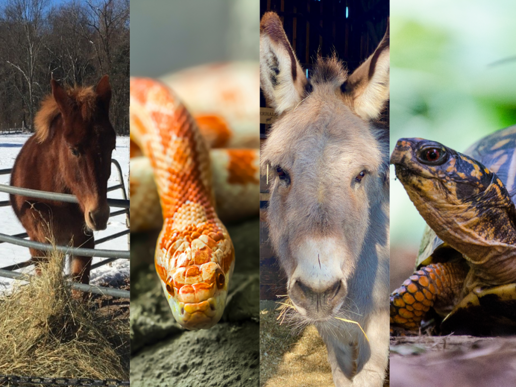 Live Animal Feeding Demonstration (All Ages) image