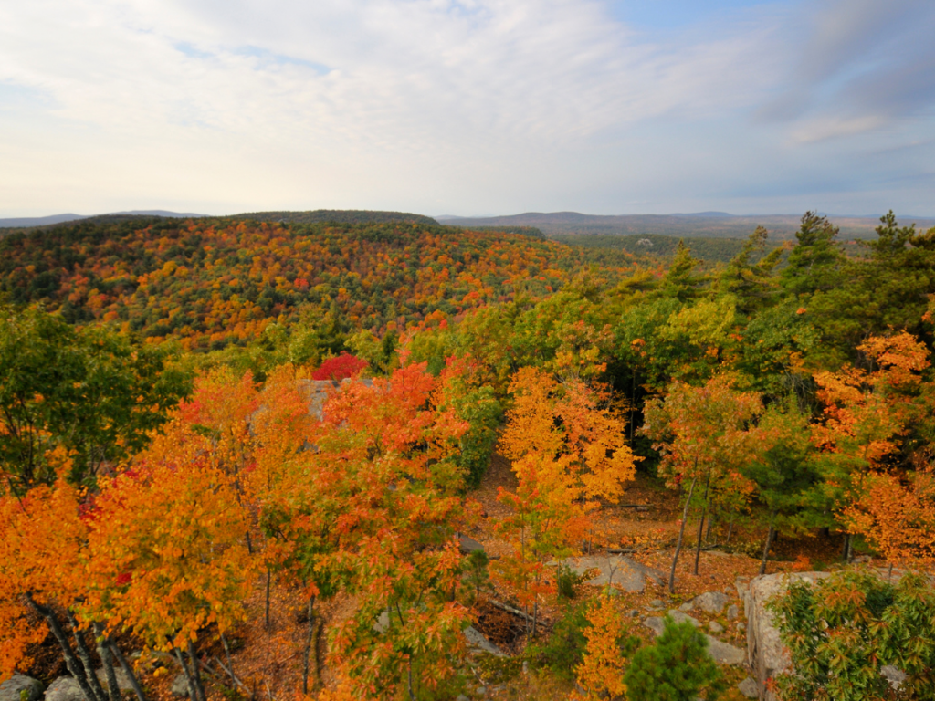 Providing Habitats for CT Wildlife image